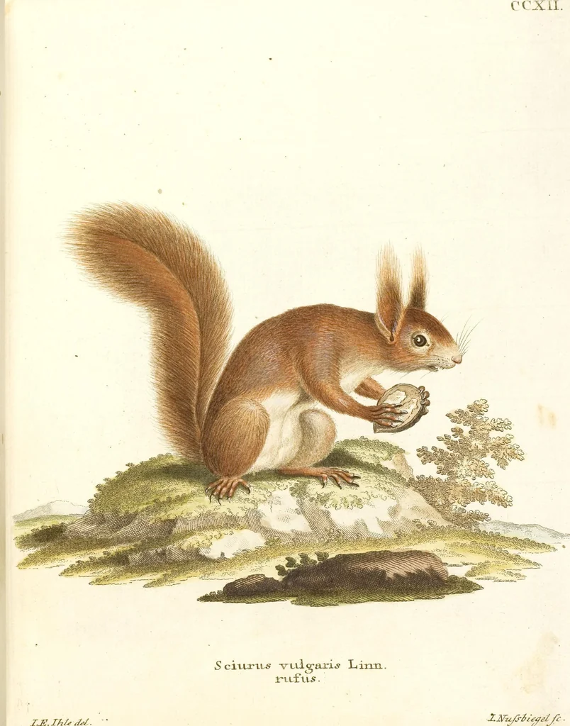 An illustration from (Tafelband 2): Theil 4 - 7 und Supplement 3 u. 4: Taf. CLXVI - CCCLXXXIV, 1792, leaf 77