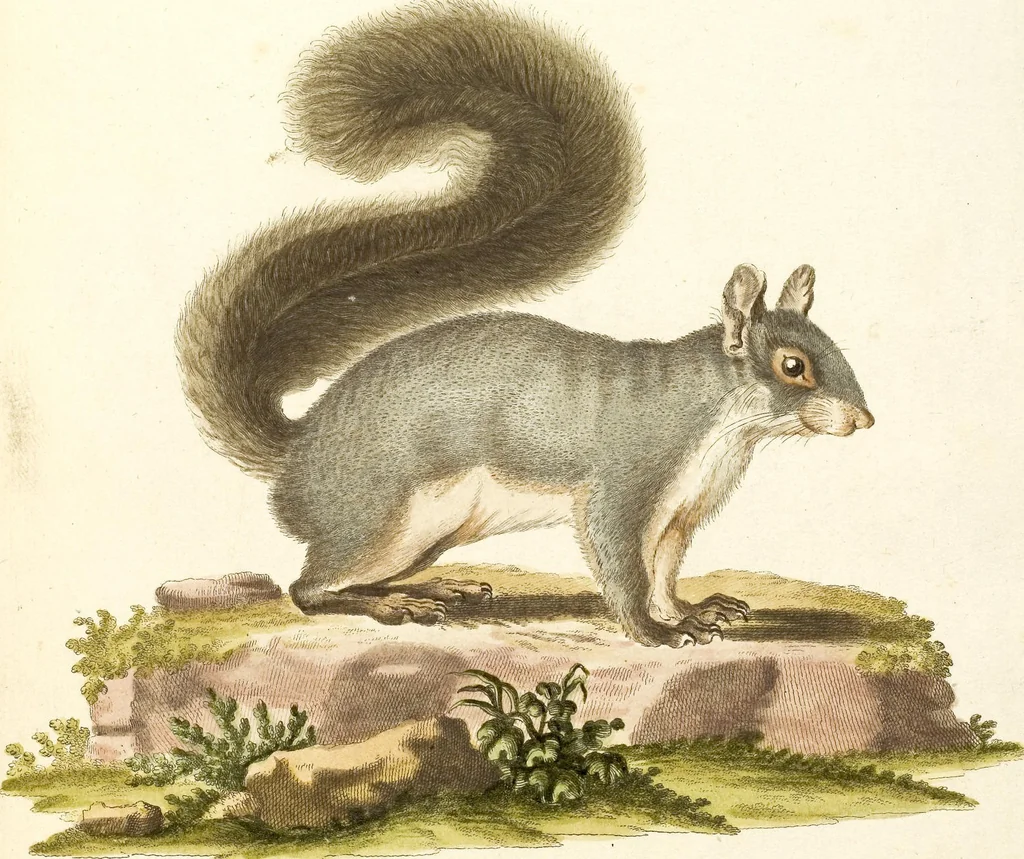 An illustration from (Tafelband 2): Theil 4 - 7 und Supplement 3 u. 4: Taf. CLXVI - CCCLXXXIV, 1792, leaf 78