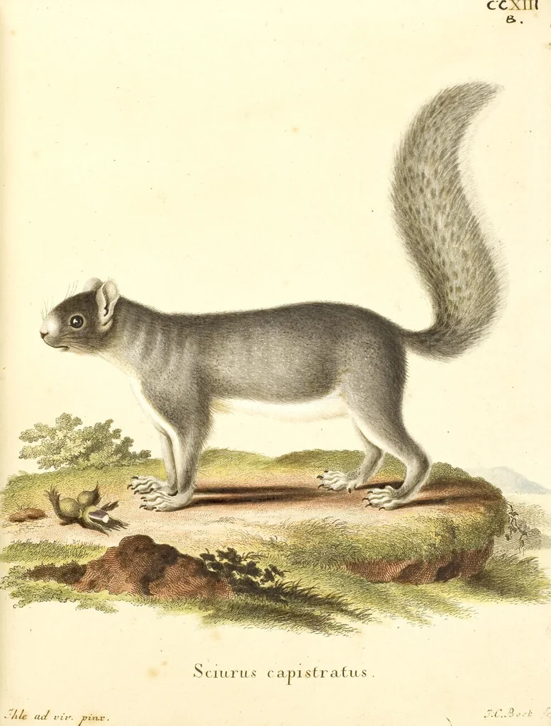 An illustration from (Tafelband 2): Theil 4 - 7 und Supplement 3 u. 4: Taf. CLXVI - CCCLXXXIV, 1792, leaf 79