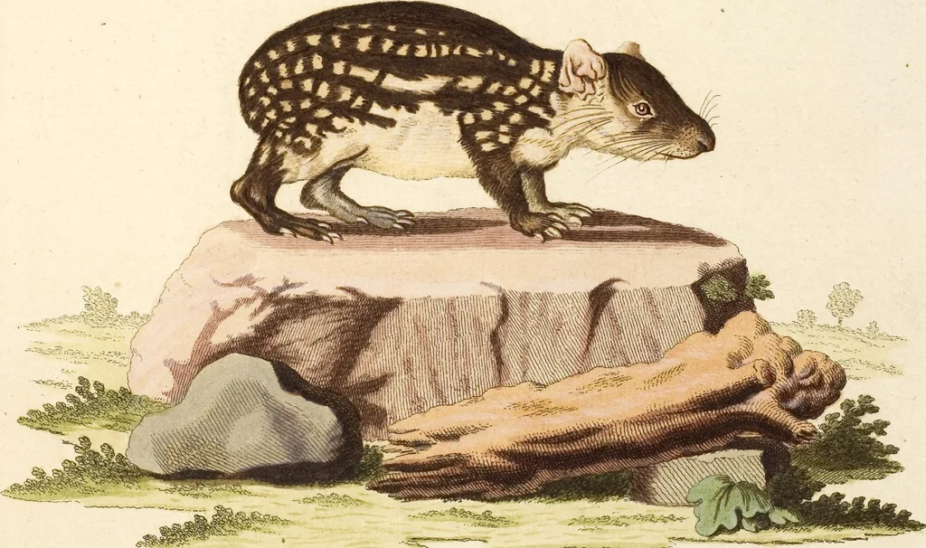 An illustration from (Tafelband 2): Theil 4 - 7 und Supplement 3 u. 4: Taf. CLXVI - CCCLXXXIV, 1792, leaf 8