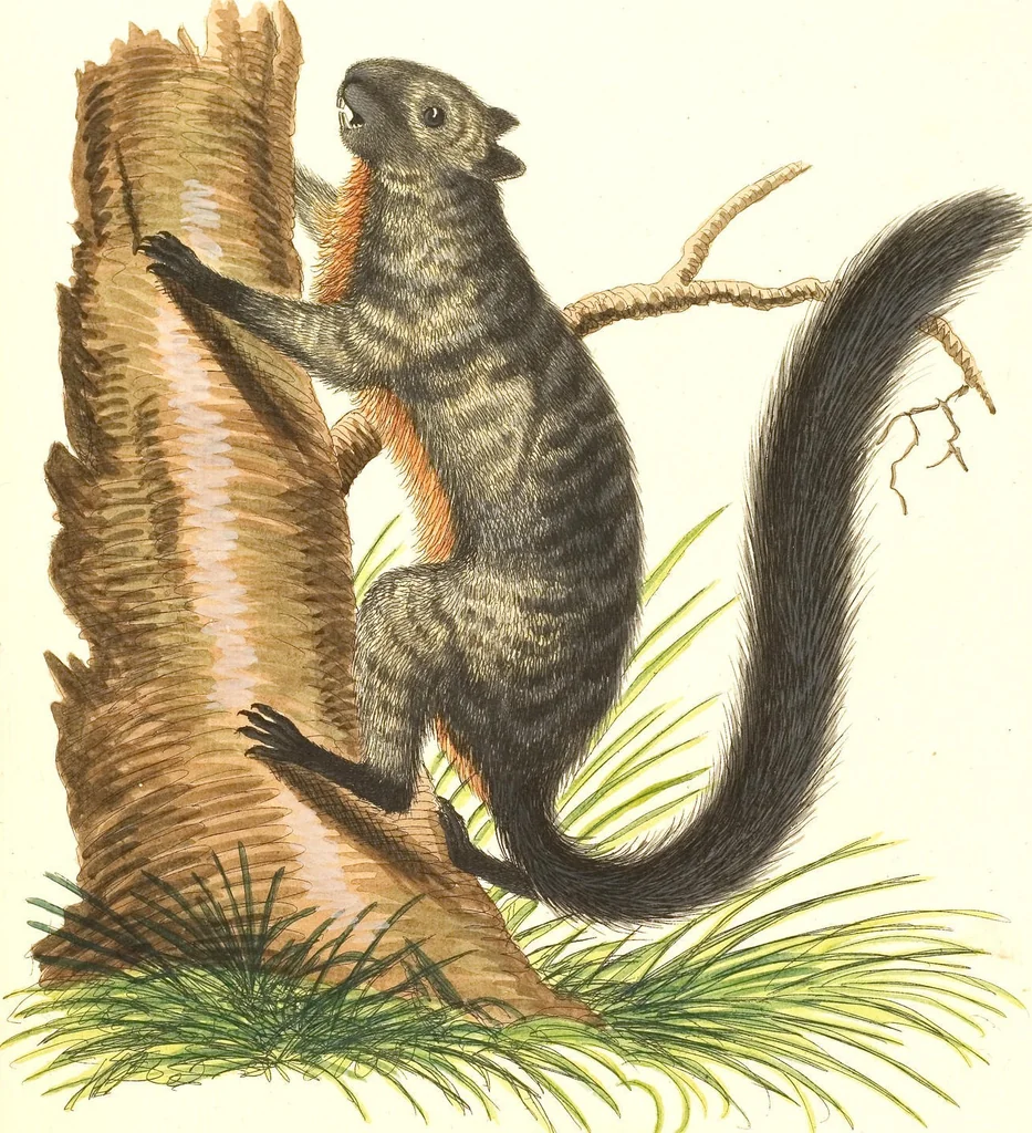 An illustration from (Tafelband 2): Theil 4 - 7 und Supplement 3 u. 4: Taf. CLXVI - CCCLXXXIV, 1792, leaf 80