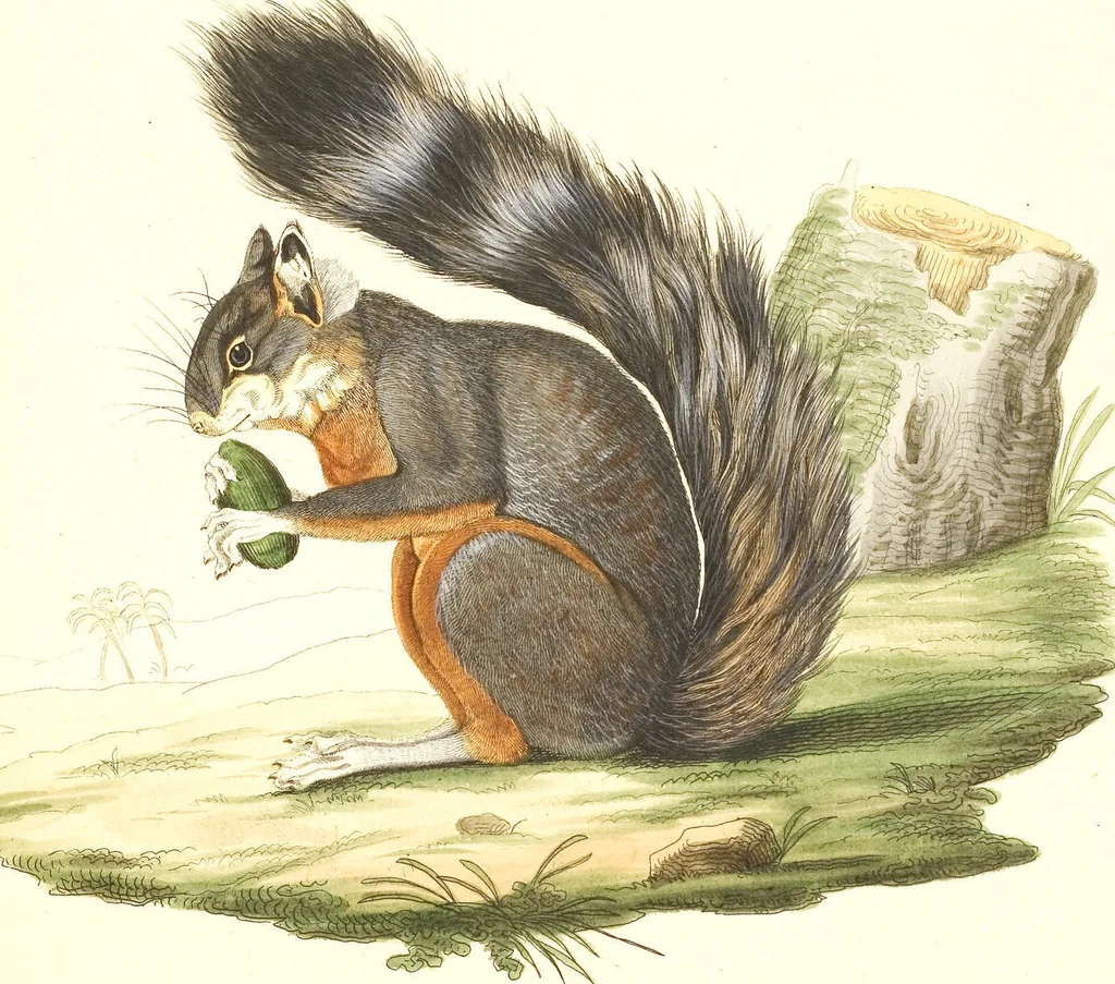 An illustration from (Tafelband 2): Theil 4 - 7 und Supplement 3 u. 4: Taf. CLXVI - CCCLXXXIV, 1792, leaf 81
