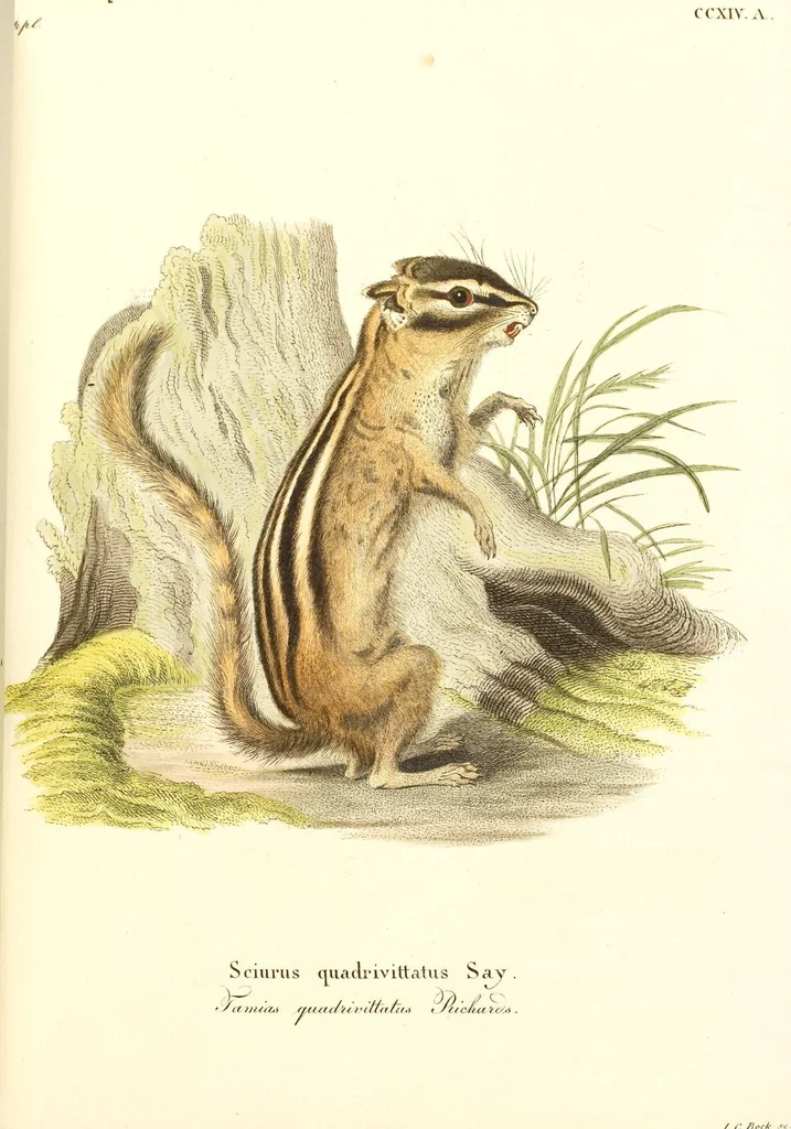 An illustration from (Tafelband 2): Theil 4 - 7 und Supplement 3 u. 4: Taf. CLXVI - CCCLXXXIV, 1792, leaf 83