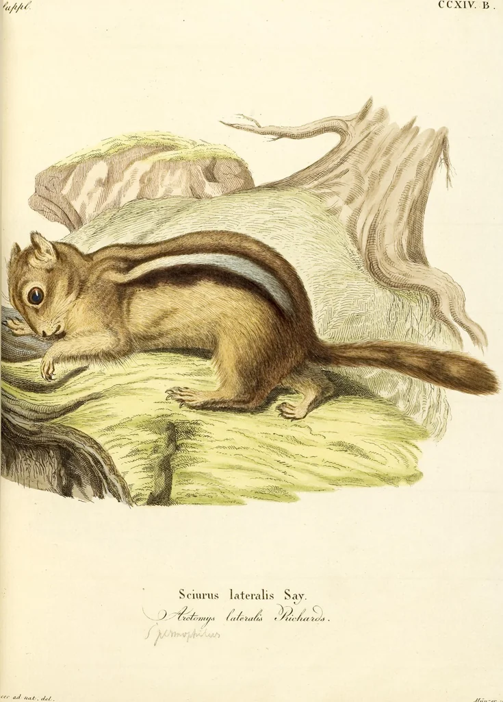 An illustration from (Tafelband 2): Theil 4 - 7 und Supplement 3 u. 4: Taf. CLXVI - CCCLXXXIV, 1792, leaf 84