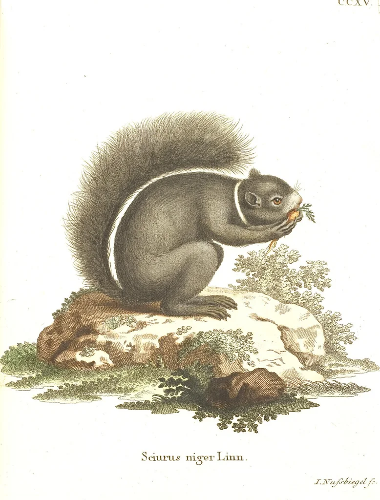 An illustration from (Tafelband 2): Theil 4 - 7 und Supplement 3 u. 4: Taf. CLXVI - CCCLXXXIV, 1792, leaf 86