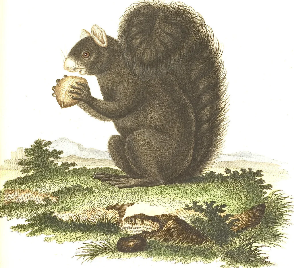 An illustration from (Tafelband 2): Theil 4 - 7 und Supplement 3 u. 4: Taf. CLXVI - CCCLXXXIV, 1792, leaf 87