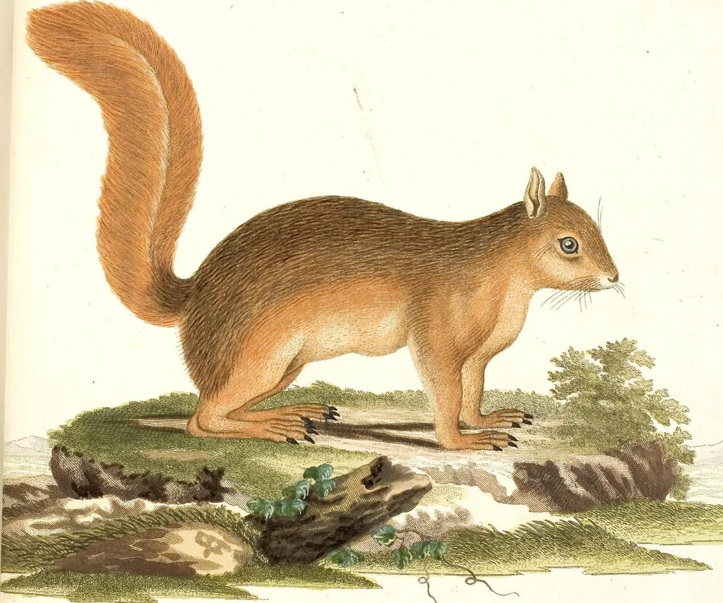 An illustration from (Tafelband 2): Theil 4 - 7 und Supplement 3 u. 4: Taf. CLXVI - CCCLXXXIV, 1792, leaf 89