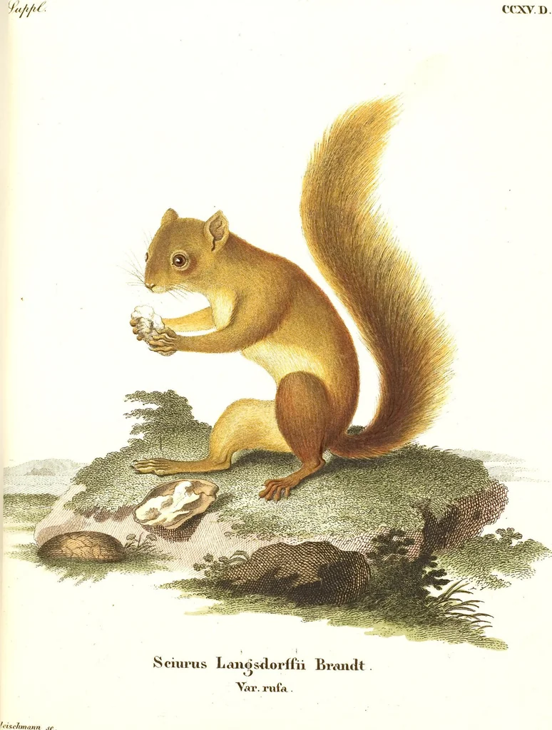 An illustration from (Tafelband 2): Theil 4 - 7 und Supplement 3 u. 4: Taf. CLXVI - CCCLXXXIV, 1792, leaf 90