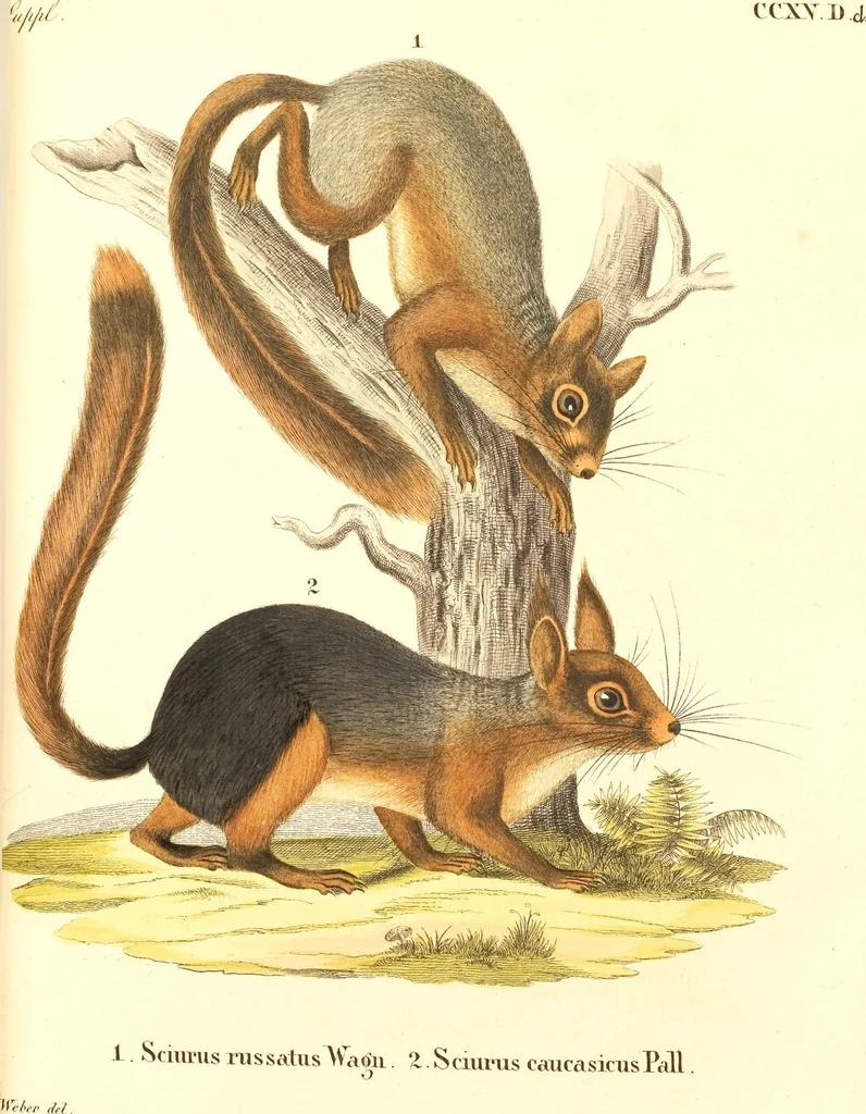 An illustration from (Tafelband 2): Theil 4 - 7 und Supplement 3 u. 4: Taf. CLXVI - CCCLXXXIV, 1792, leaf 91