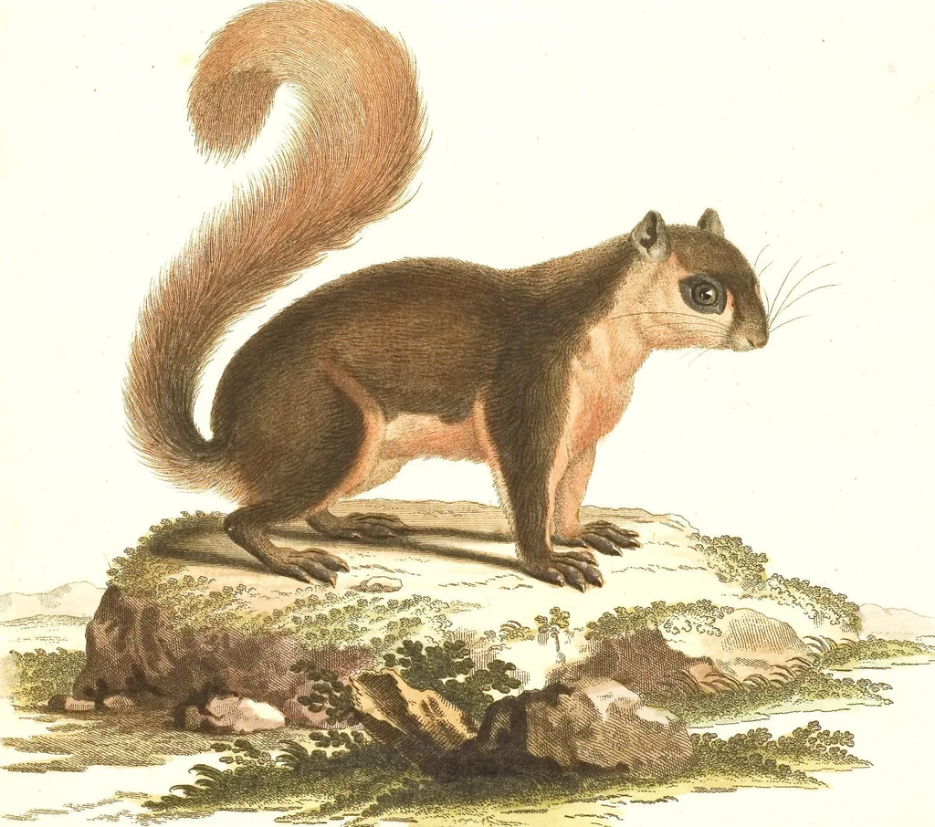 An illustration from (Tafelband 2): Theil 4 - 7 und Supplement 3 u. 4: Taf. CLXVI - CCCLXXXIV, 1792, leaf 92