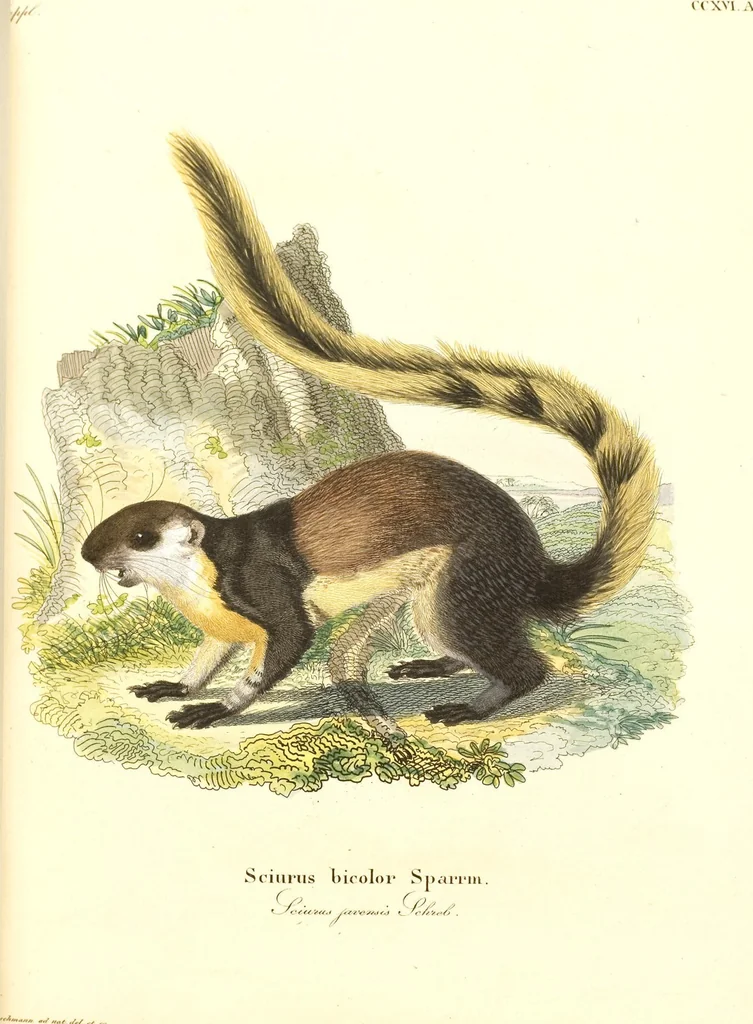 An illustration from (Tafelband 2): Theil 4 - 7 und Supplement 3 u. 4: Taf. CLXVI - CCCLXXXIV, 1792, leaf 93