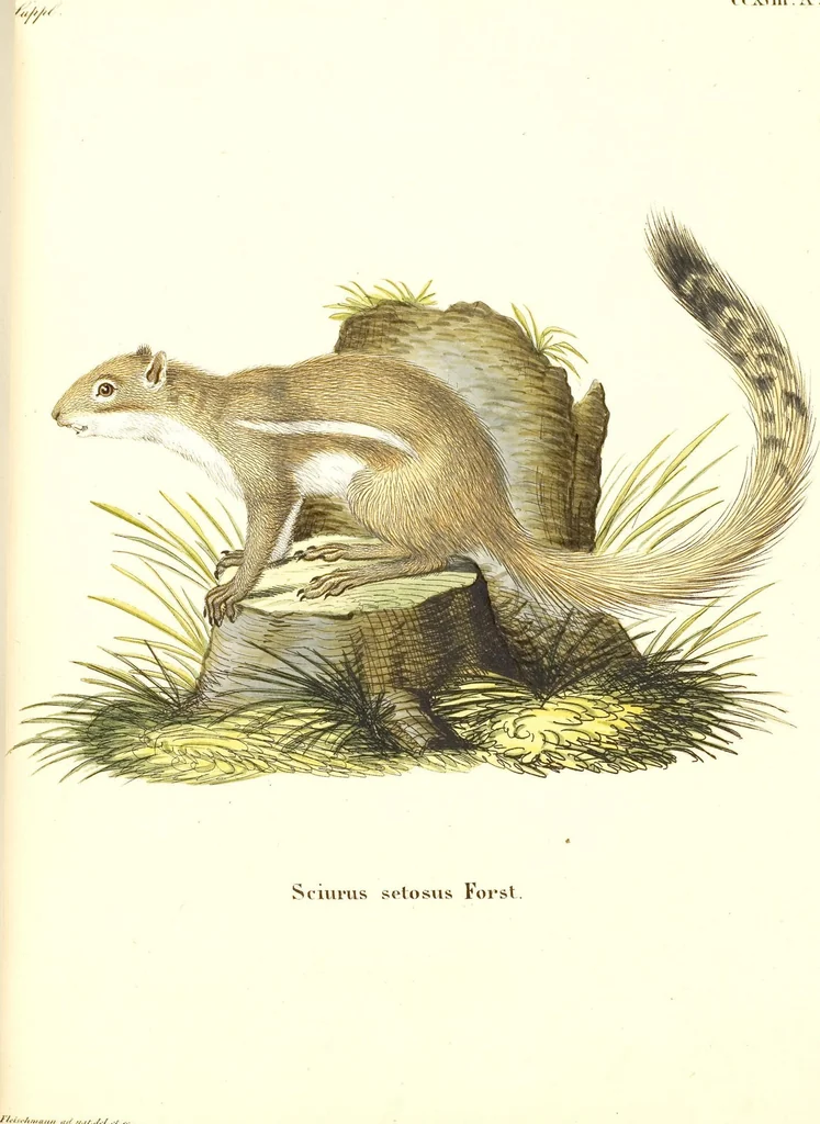 An illustration from (Tafelband 2): Theil 4 - 7 und Supplement 3 u. 4: Taf. CLXVI - CCCLXXXIV, 1792, leaf 98