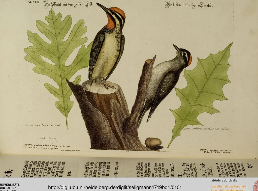 An illustration from (Band 1), 1749, leaf 101