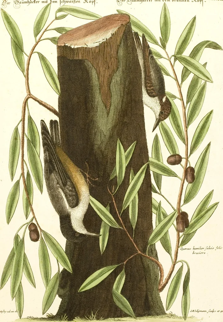 An illustration from (Band 1), 1749, leaf 105