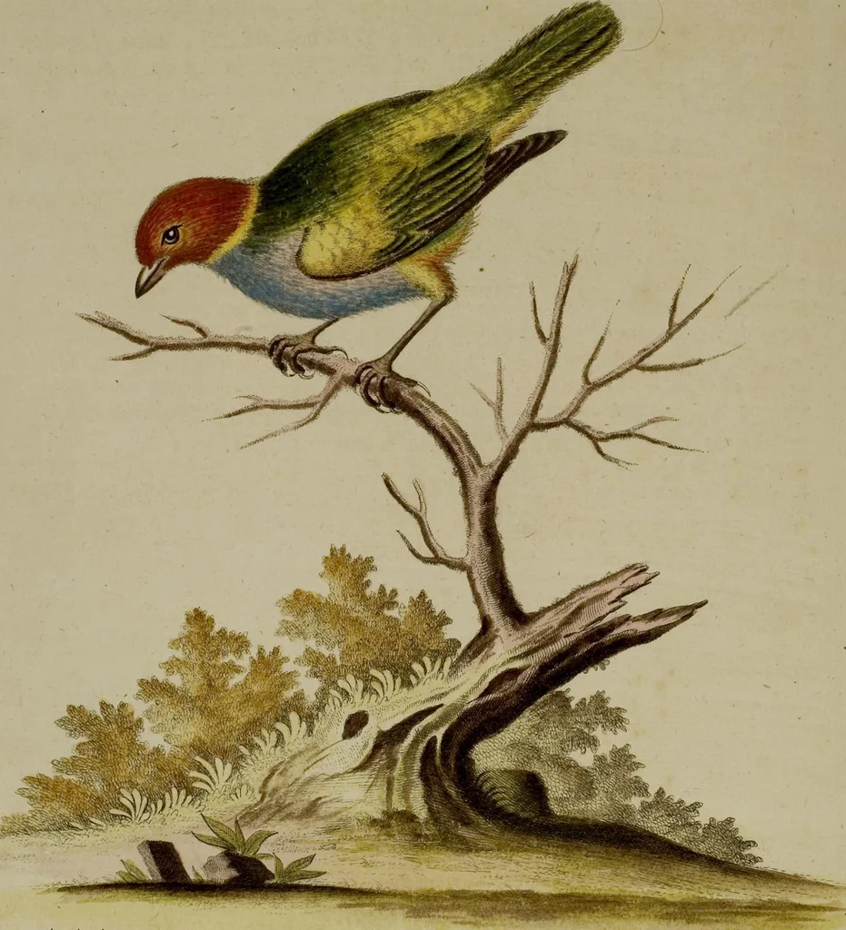 An illustration from (Band 1), 1749, leaf 106