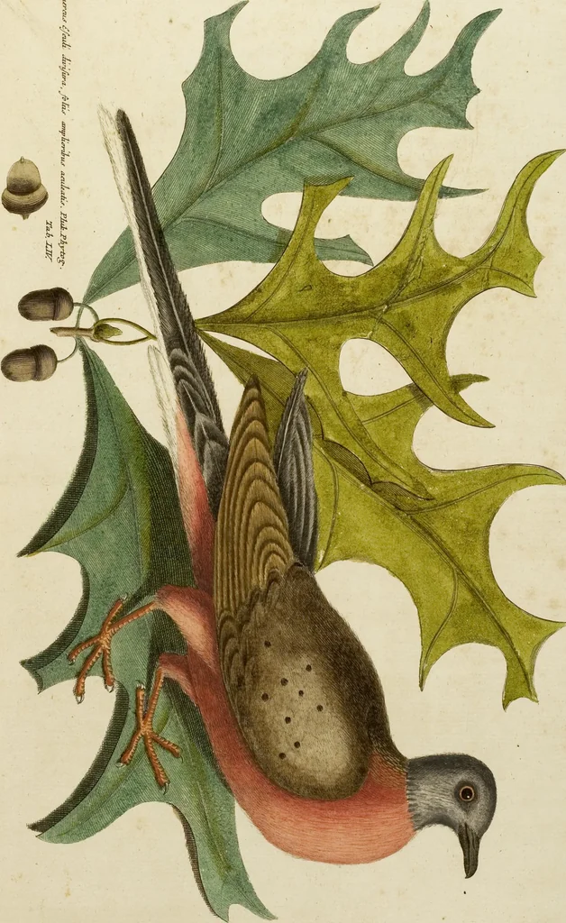 An illustration from (Band 1), 1749, leaf 109