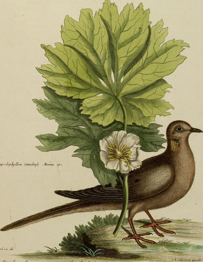 An illustration from (Band 1), 1749, leaf 113