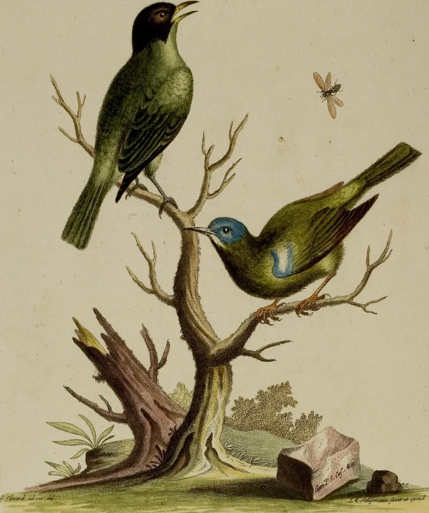 An illustration from (Band 1), 1749, leaf 114
