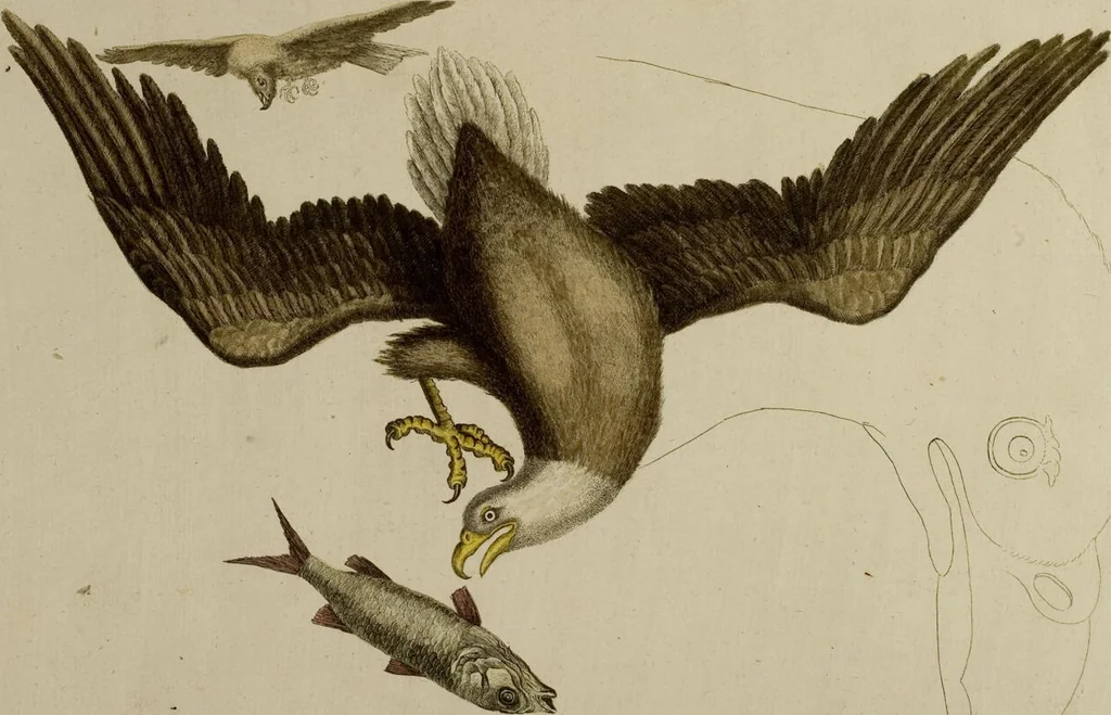 An illustration from (Band 1), 1749, leaf 21