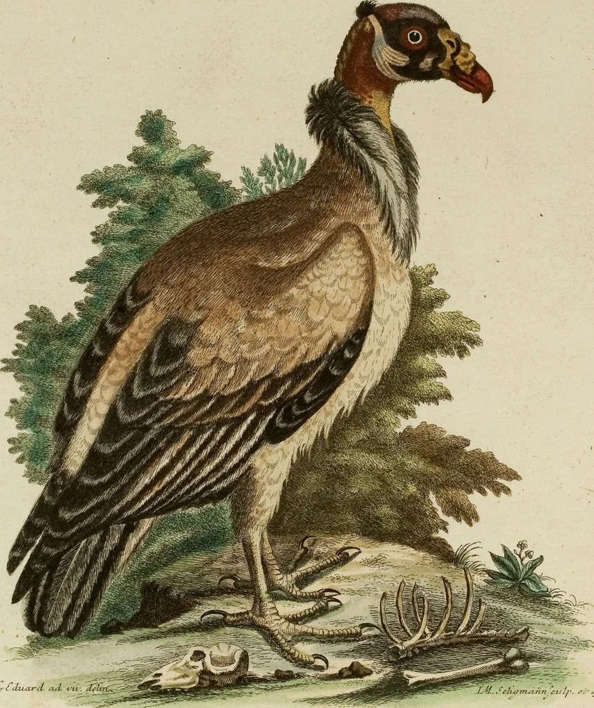 An illustration from (Band 1), 1749, leaf 22