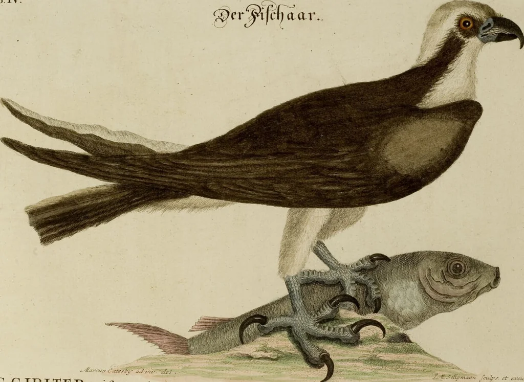 An illustration from (Band 1), 1749, leaf 25