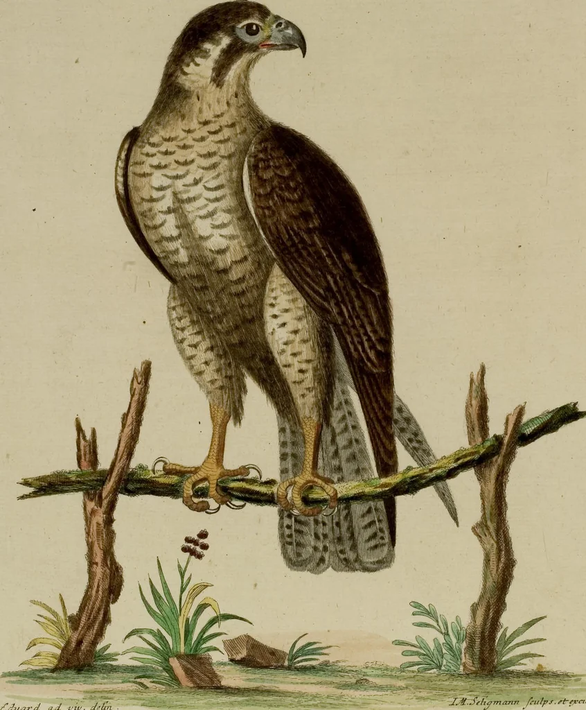 An illustration from (Band 1), 1749, leaf 26