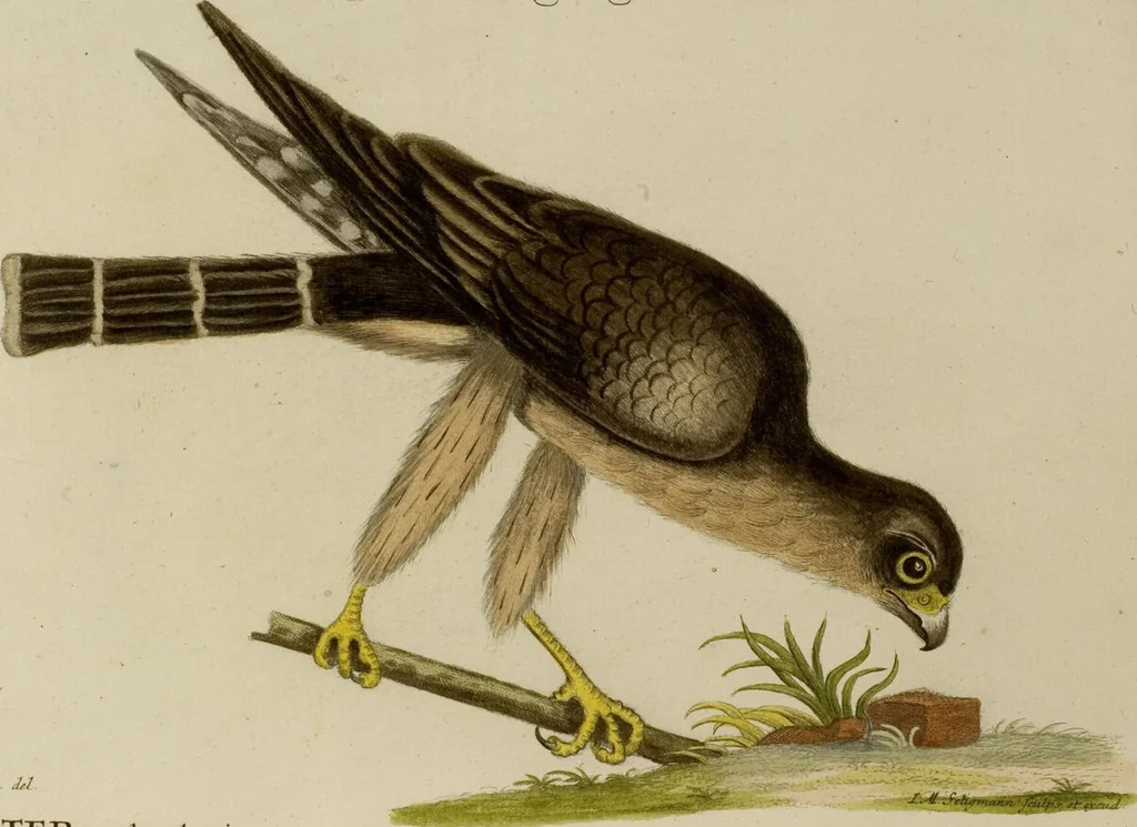 An illustration from (Band 1), 1749, leaf 29