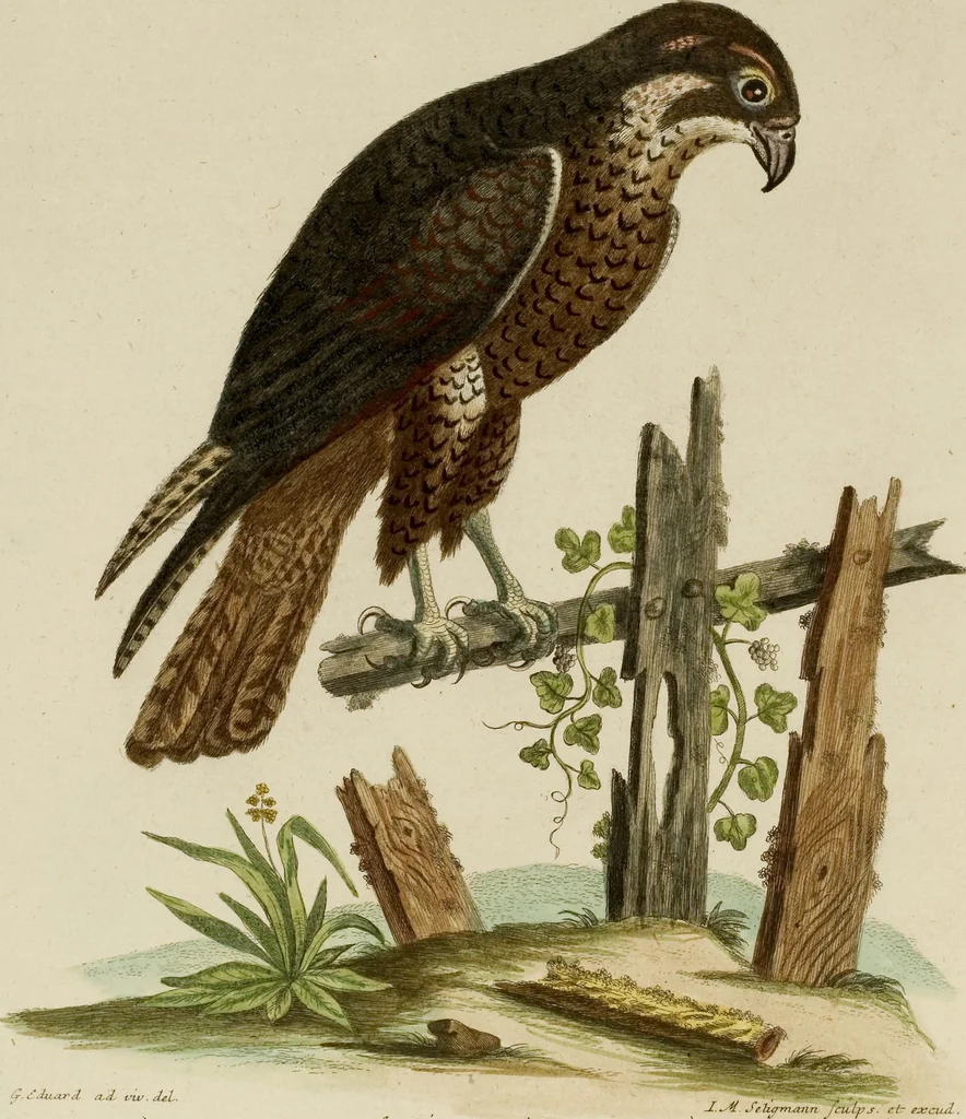 An illustration from (Band 1), 1749, leaf 30