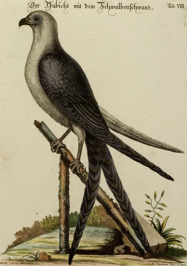 An illustration from (Band 1), 1749, leaf 33