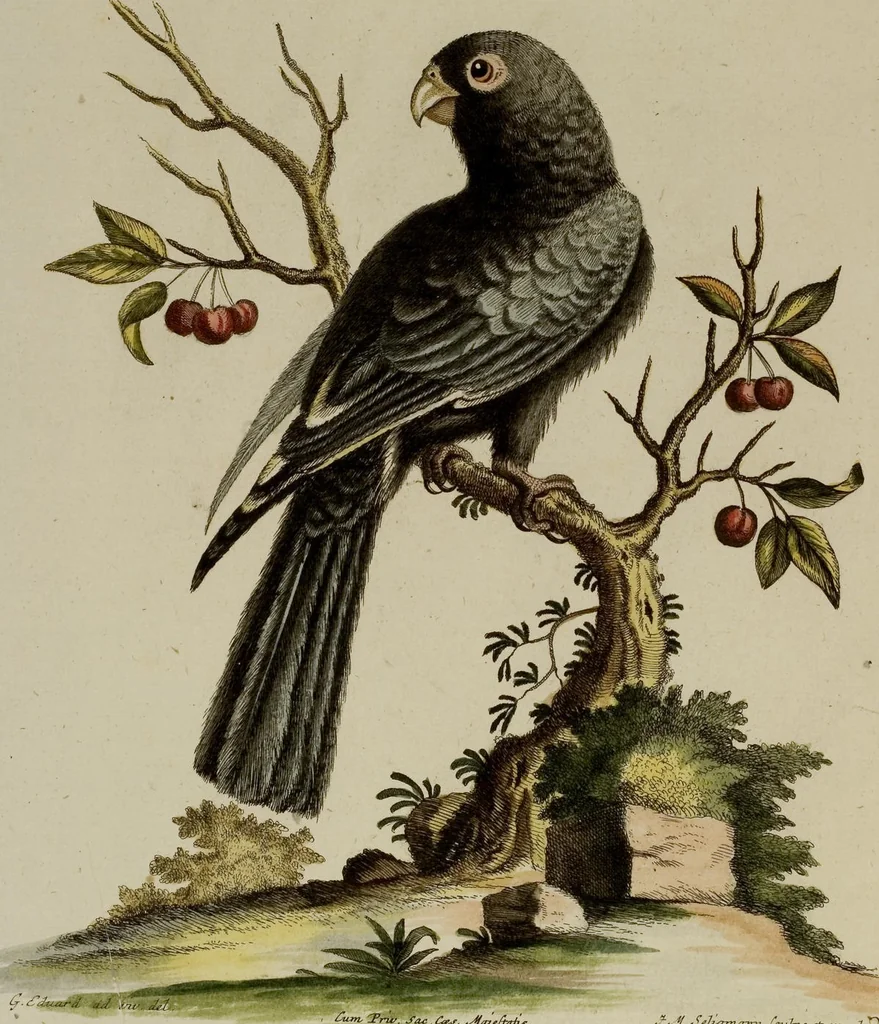 An illustration from (Band 1), 1749, leaf 34