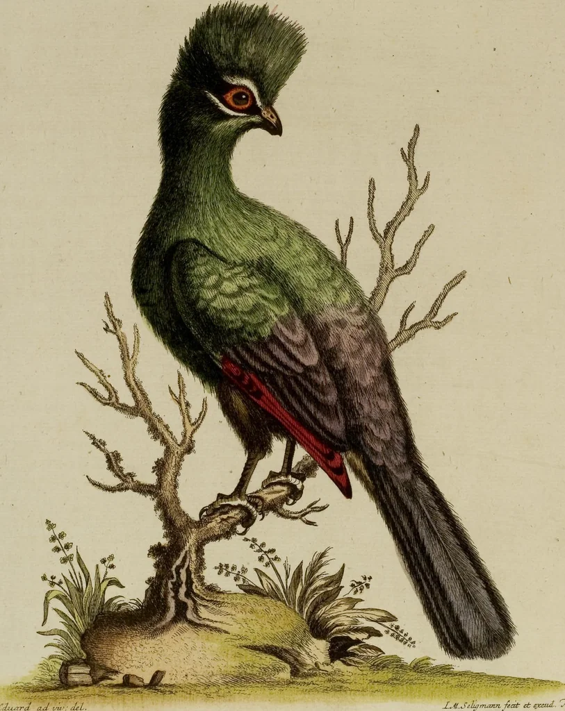 An illustration from (Band 1), 1749, leaf 42