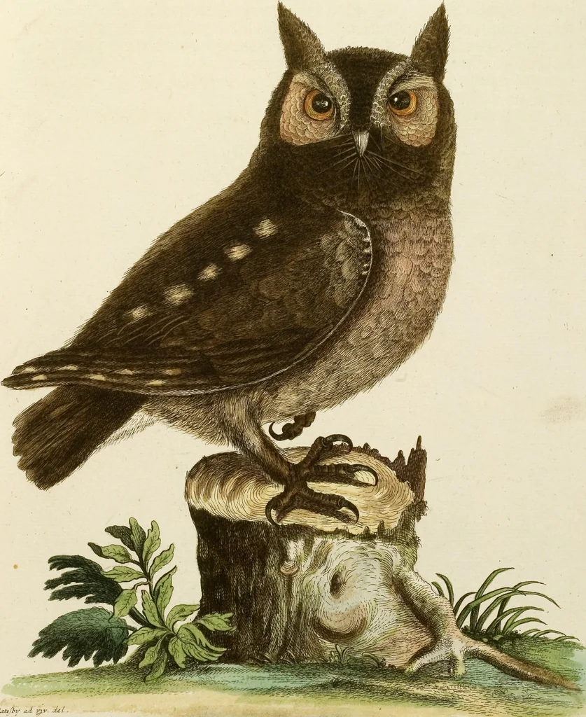 An illustration from (Band 1), 1749, leaf 45