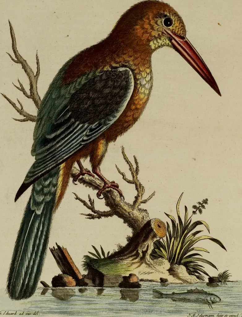 An illustration from (Band 1), 1749, leaf 46