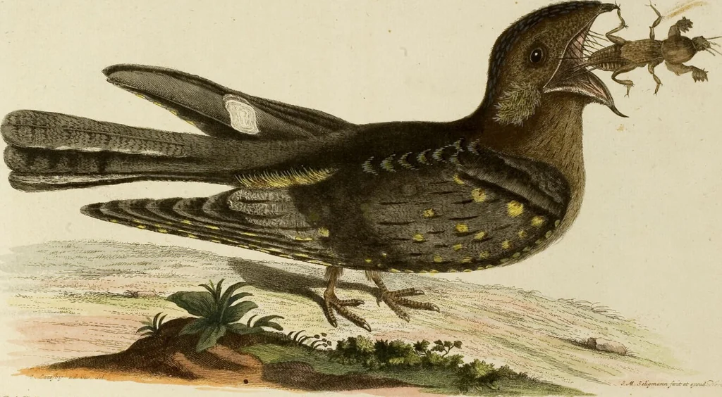 An illustration from (Band 1), 1749, leaf 49