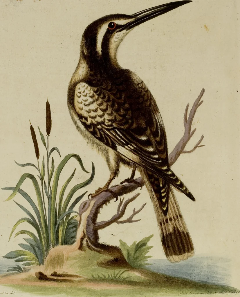 An illustration from (Band 1), 1749, leaf 50