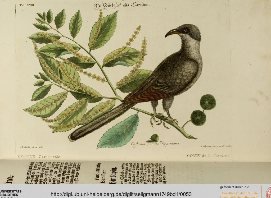 An illustration from (Band 1), 1749, leaf 53