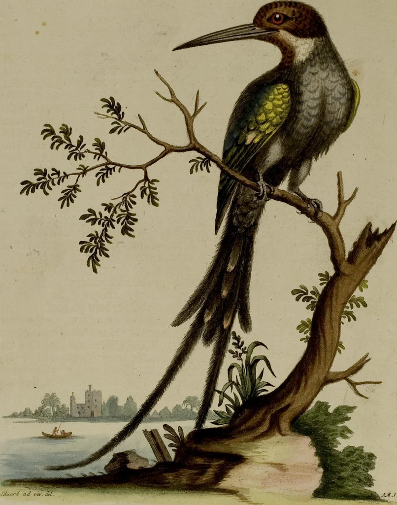 An illustration from (Band 1), 1749, leaf 54