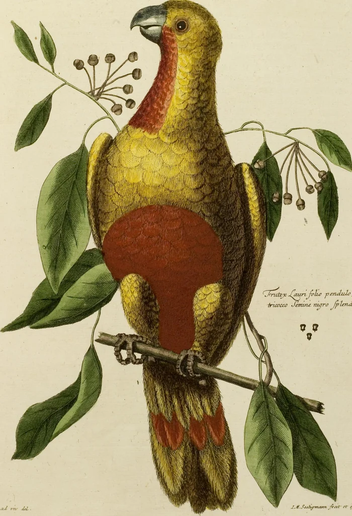 An illustration from (Band 1), 1749, leaf 57