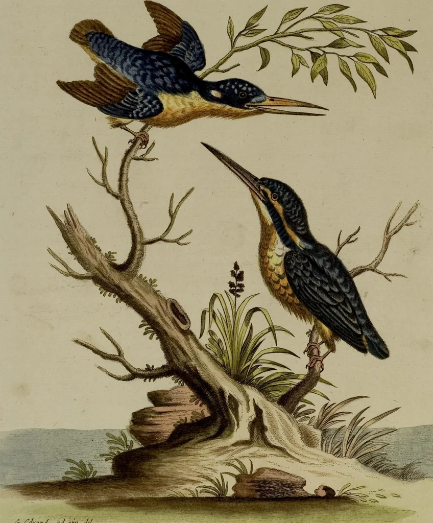 An illustration from (Band 1), 1749, leaf 58