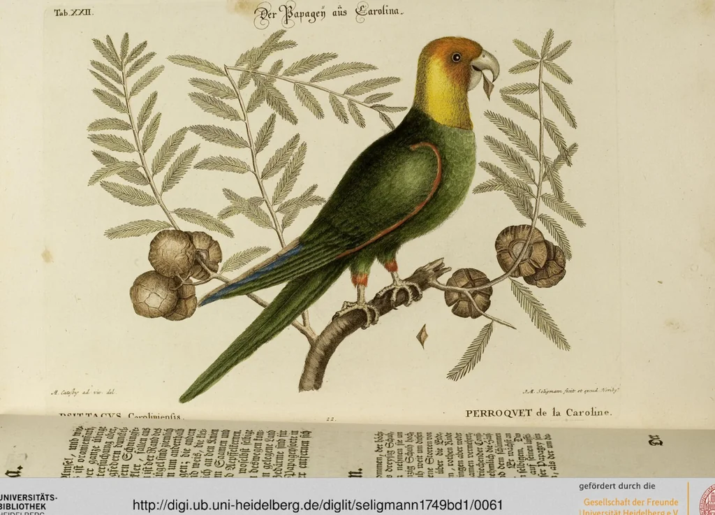 An illustration from (Band 1), 1749, leaf 61