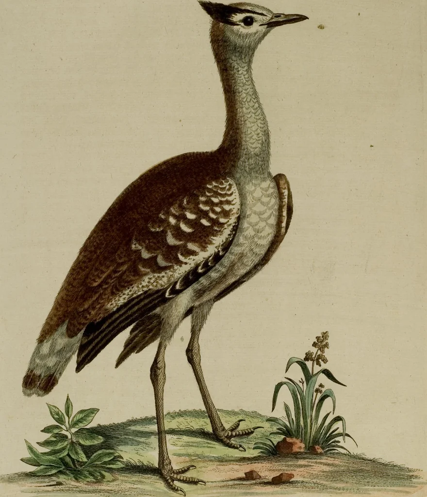 An illustration from (Band 1), 1749, leaf 62