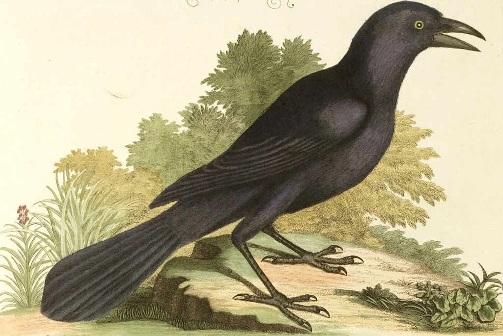 An illustration from (Band 1), 1749, leaf 65