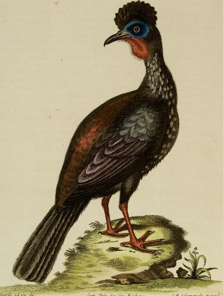 An illustration from (Band 1), 1749, leaf 66