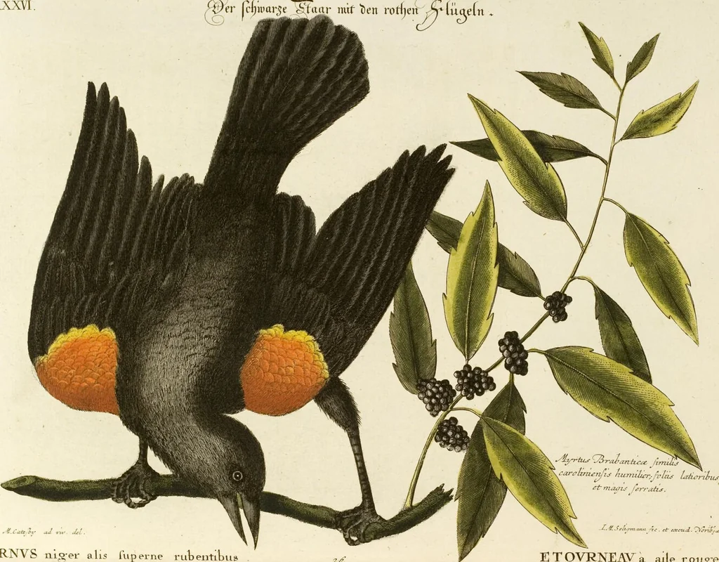 An illustration from (Band 1), 1749, leaf 69