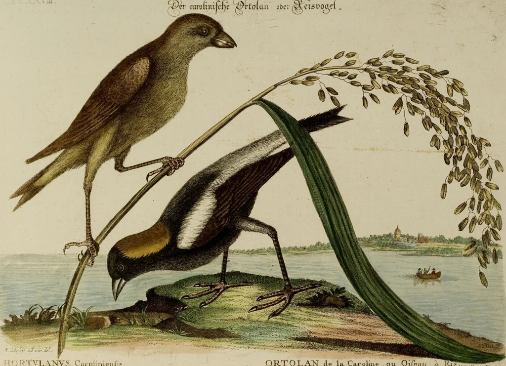 An illustration from (Band 1), 1749, leaf 73