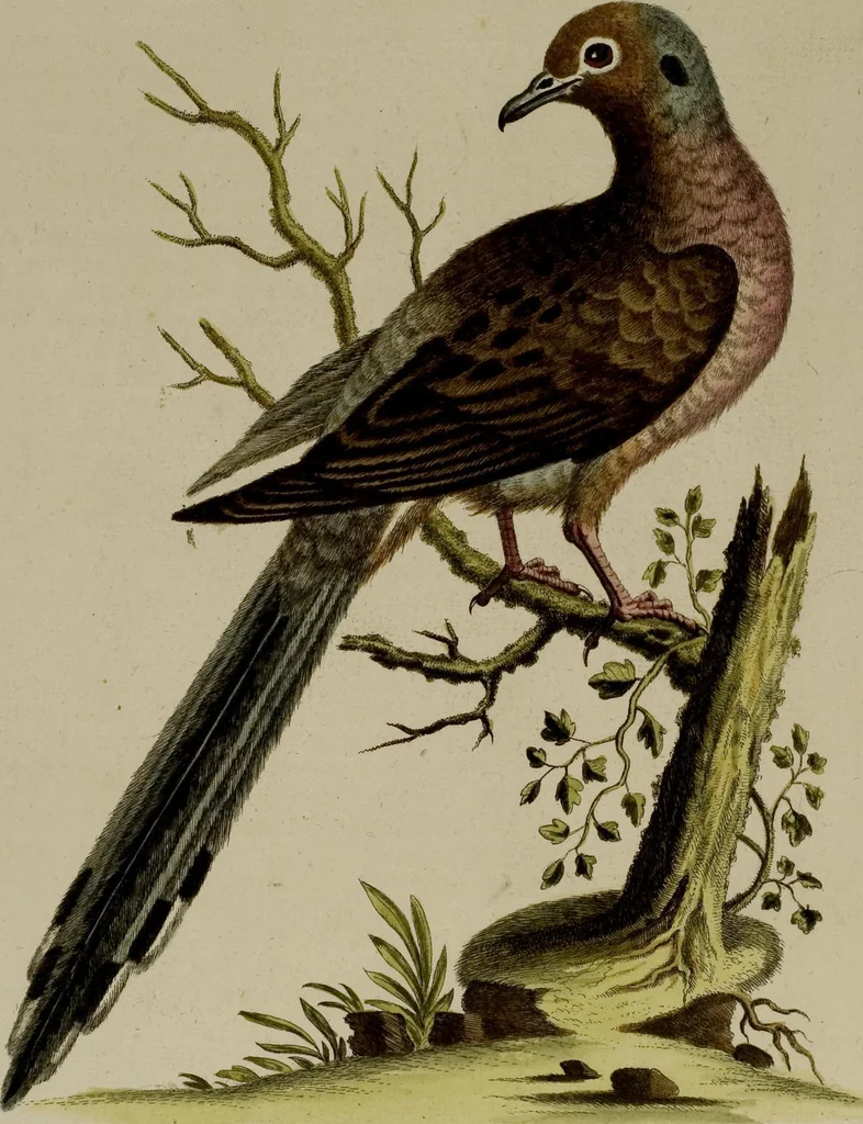 An illustration from (Band 1), 1749, leaf 74