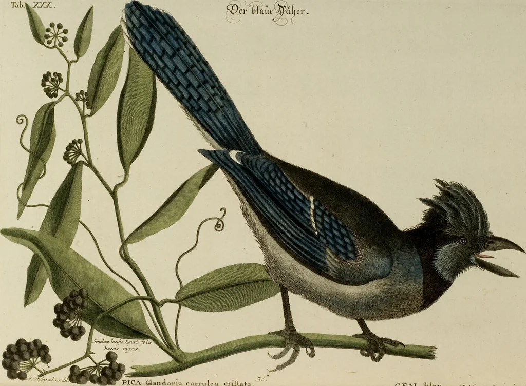 An illustration from (Band 1), 1749, leaf 77