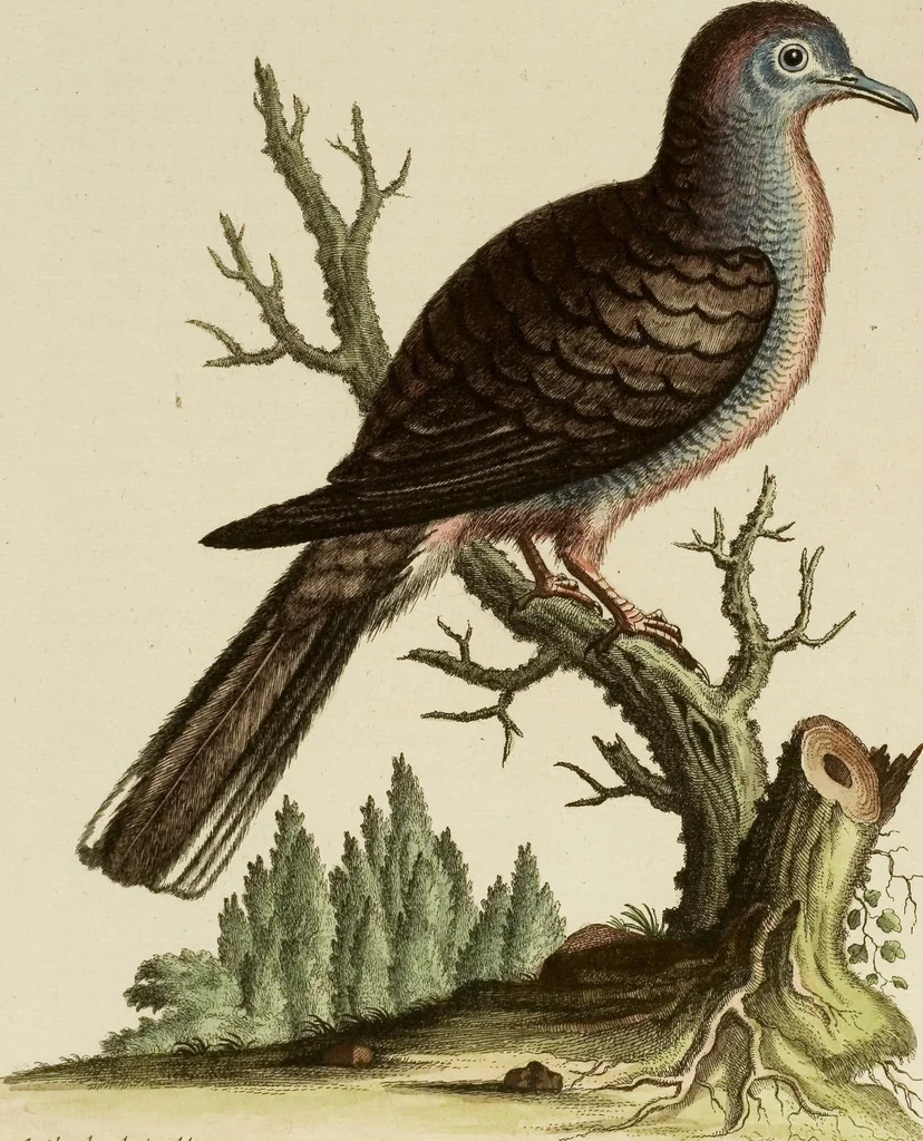 An illustration from (Band 1), 1749, leaf 78