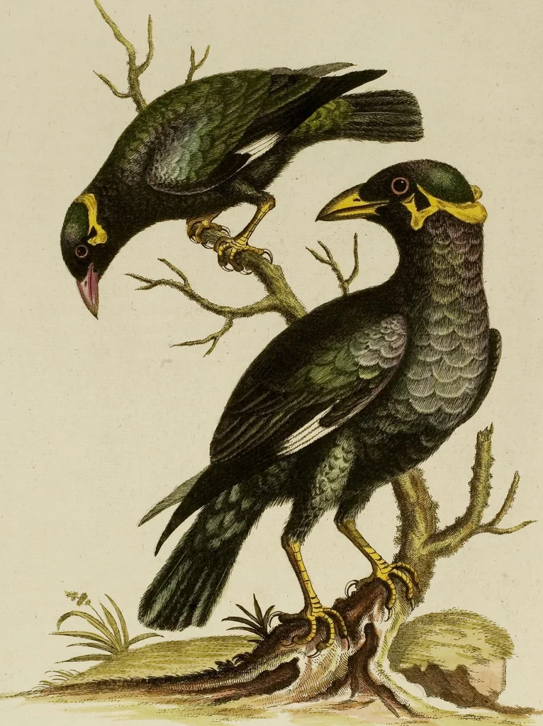 An illustration from (Band 1), 1749, leaf 82