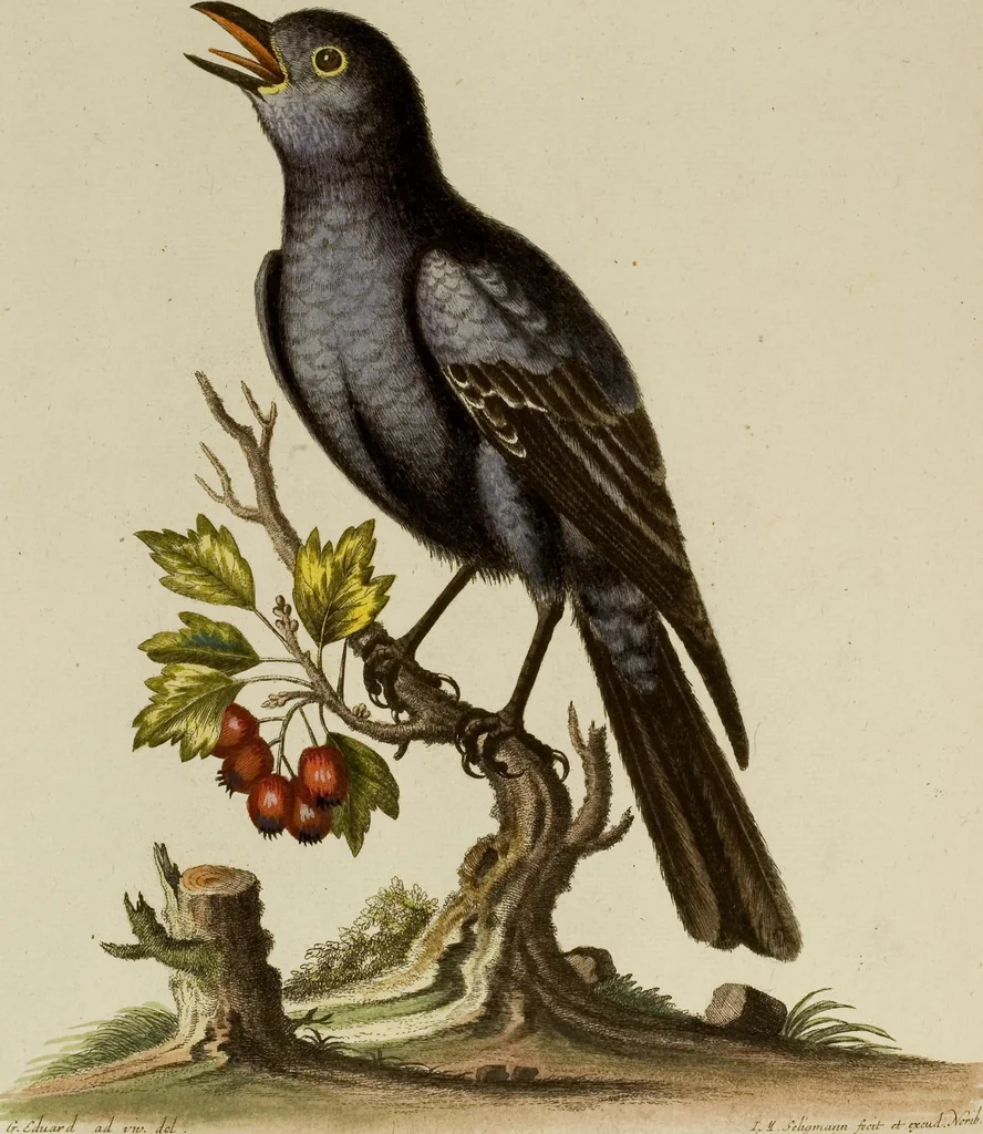 An illustration from (Band 1), 1749, leaf 86